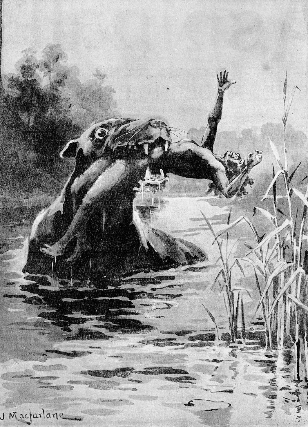 Engraving from the Illustrated Australian News, 1890, of the bunyip, a dark seal or otter-like beast with bulging eyes and fangs rising out of reedy water with a man in its jaws, his arm flung up, misty trees behind