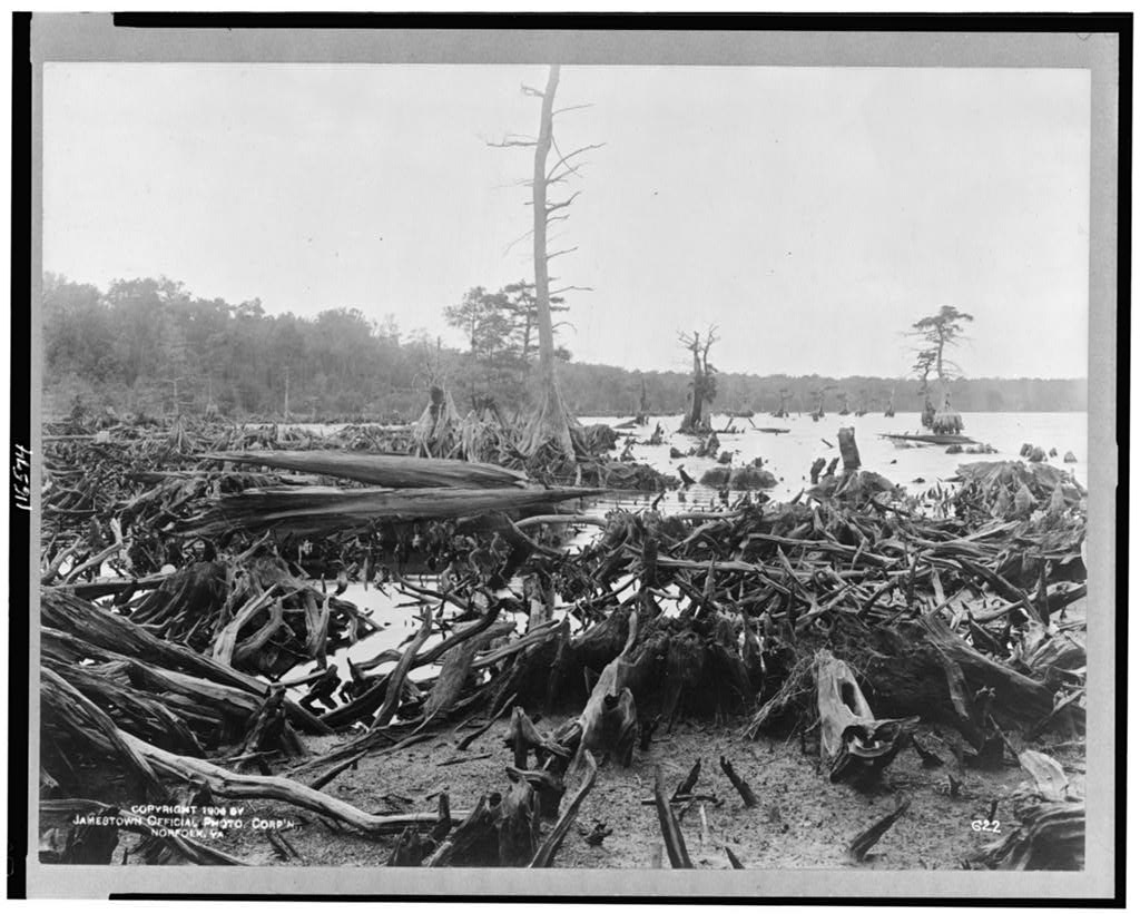 Black and white photograph from 1906 of the Great Dismal Swamp in Virginia, a tangle of bleached uprooted cypress stumps in shallow water with dead snags against a pale sky