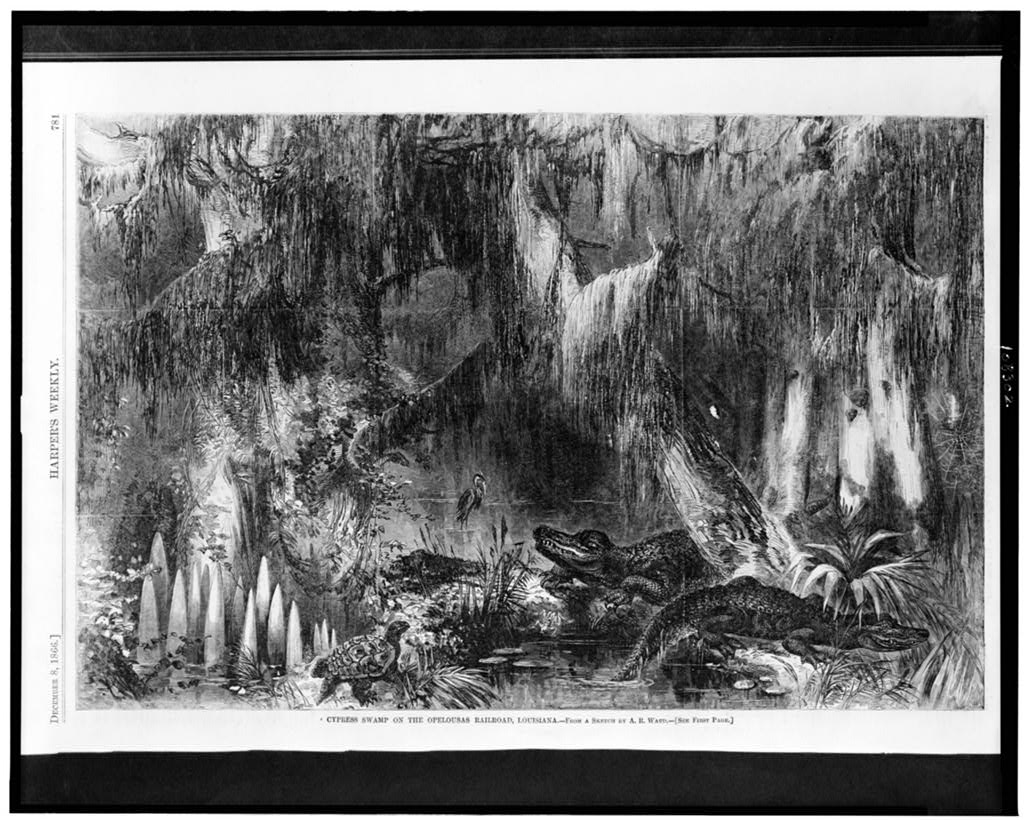 Wood engraving from Harper's Weekly, 1866, of a dense Louisiana cypress swamp along the Opelousas Railroad, moss-draped cypress trees, alligators on the bank, a heron, cypress knees and palmettos